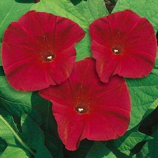 Ipomoea Scarlet O’Hara