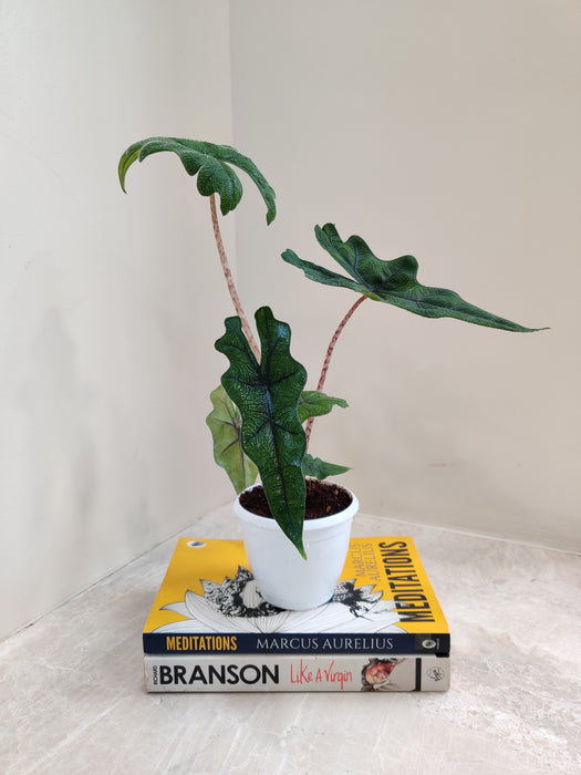 Resilient Jacklyn Alocasia for indoor ambiance