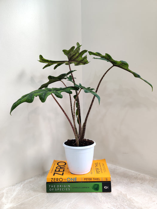 Easy-care indoor plant Alocasia Jacklyn