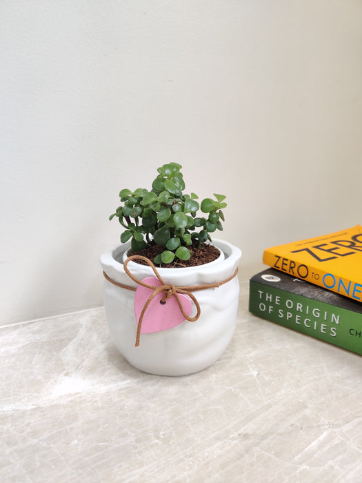 Jade Plant in a white ceramic pot