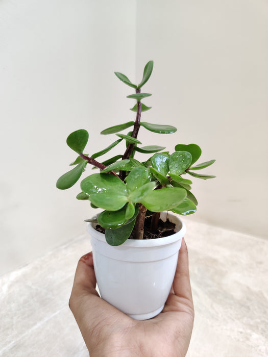 Vibrant-Jade-Succulent-Desk-Indoor-Plant