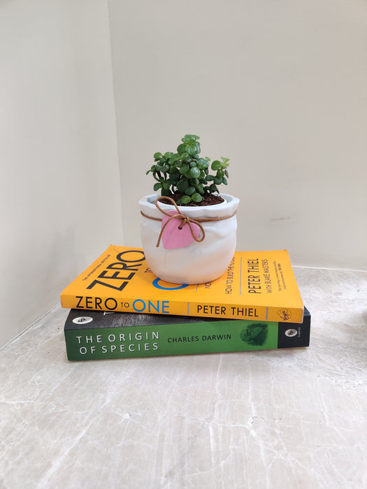 Close-up of Jade Plant leaves