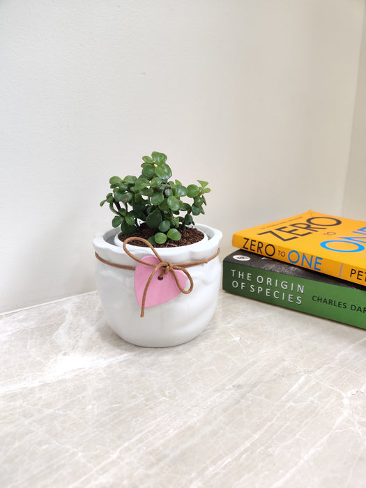 Jade Plant placed on an office desk