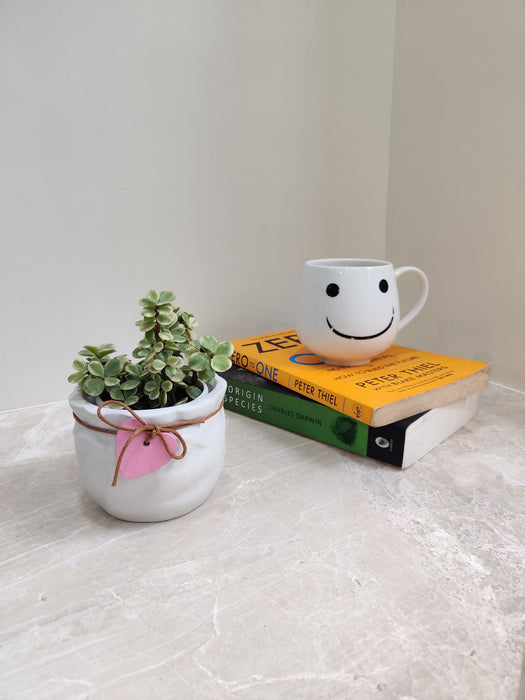 Lush green leaves of Jade Plant