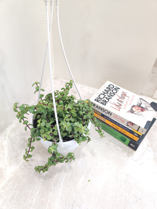 17 cm White Hanging Pot - Stylish Display for Jade Mini Green