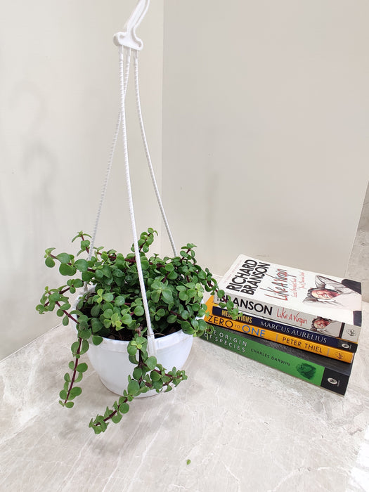 Freshness and Natural Beauty - Jade Mini Green in a Hanging