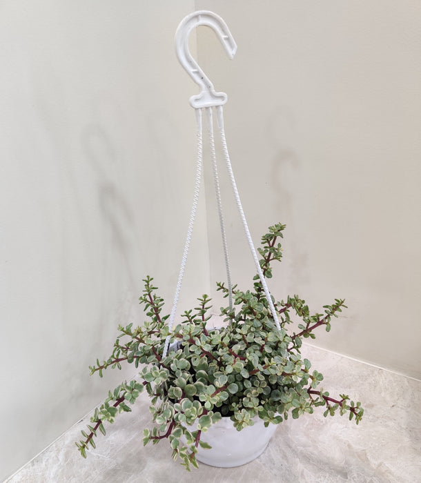 Stunning Jade Mini Variegated in a stylish hanging pot, adding elegance and uniqueness