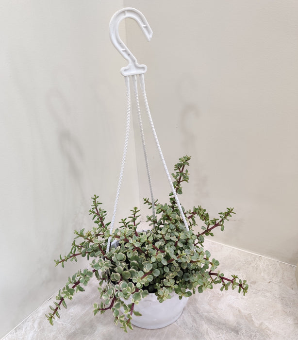 Jade Mini Variegated - Perfect addition to enhance hanging displays with its beauty