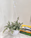 Jade Mini Variegated in a 17 cm hanging pot - Beautiful Succulent for Indoor Decor