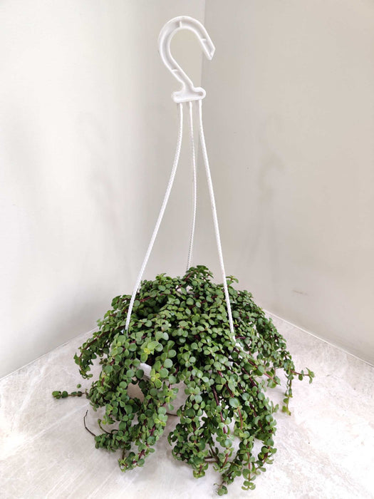 Jade Green Hanging Plant 17 cm Pot