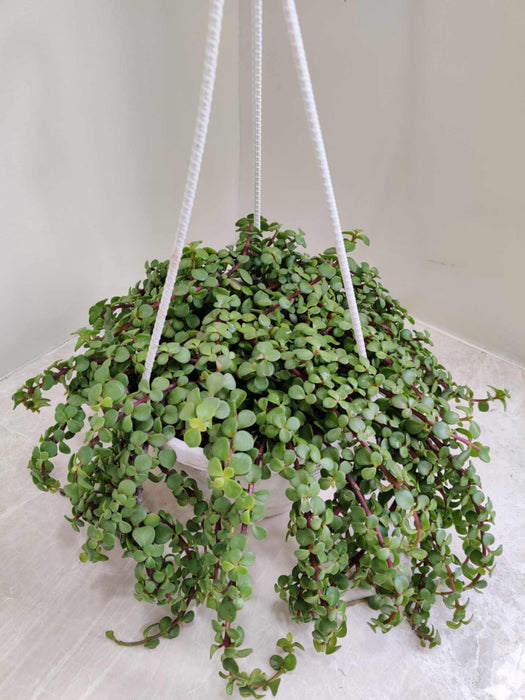Jade Green Hanging Plant 17 cm Pot
