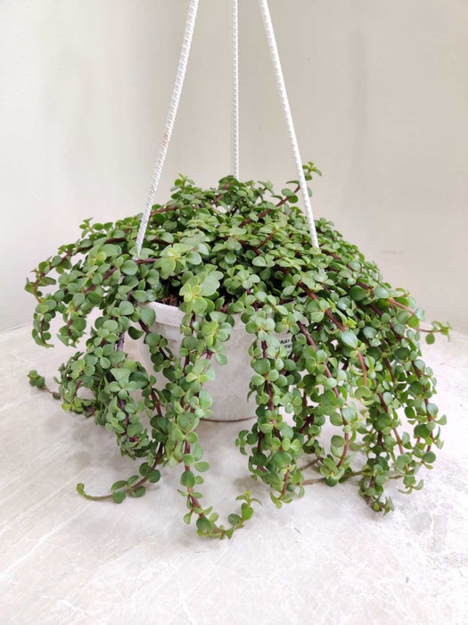 Jade Green Hanging Plant 17 cm Pot
