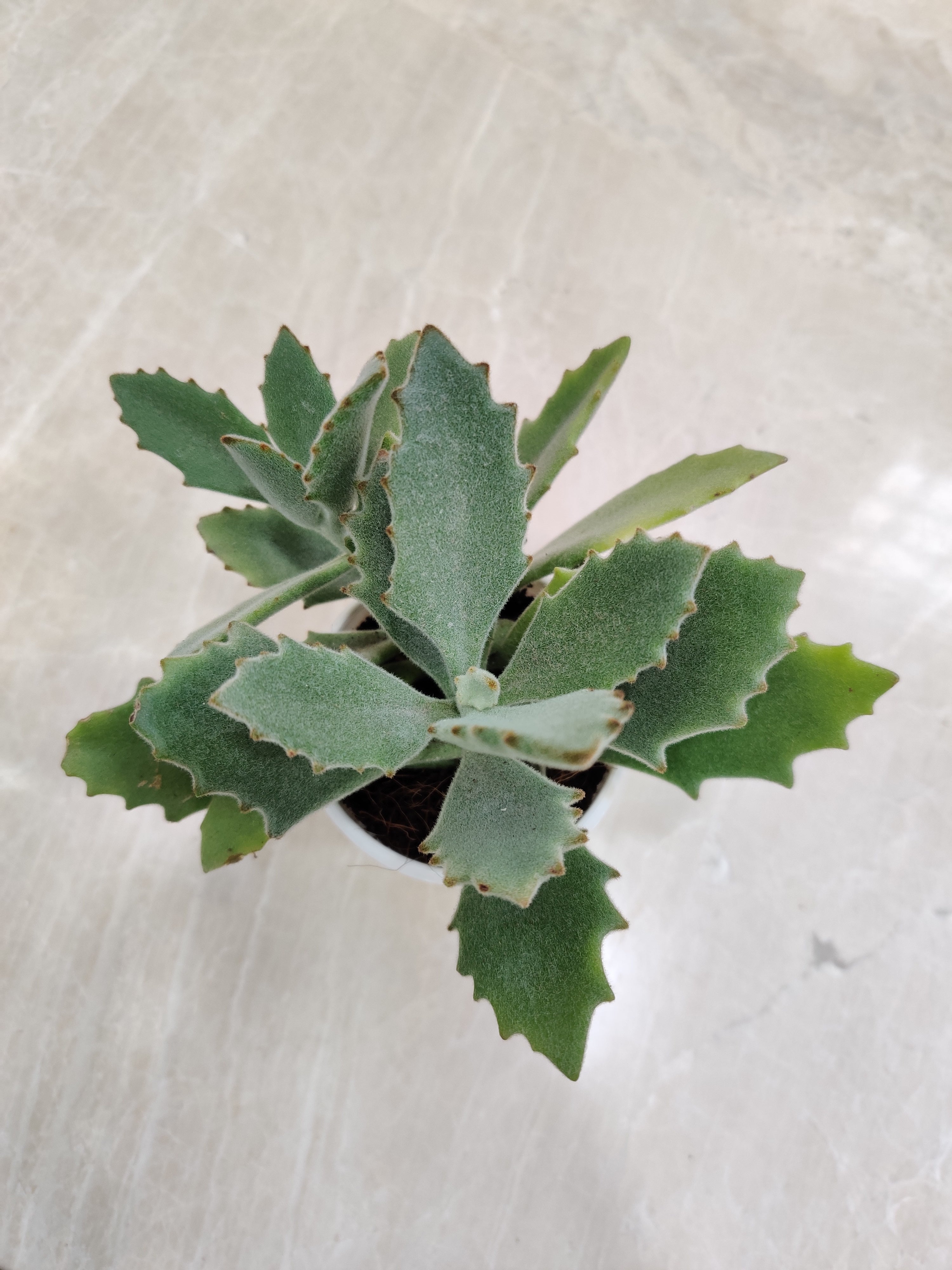 behartii succulent Kalanchoe Behartii Succulent Plant