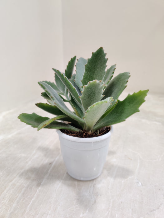 Behartii-Velvety-Leaf-Indoor-Plant