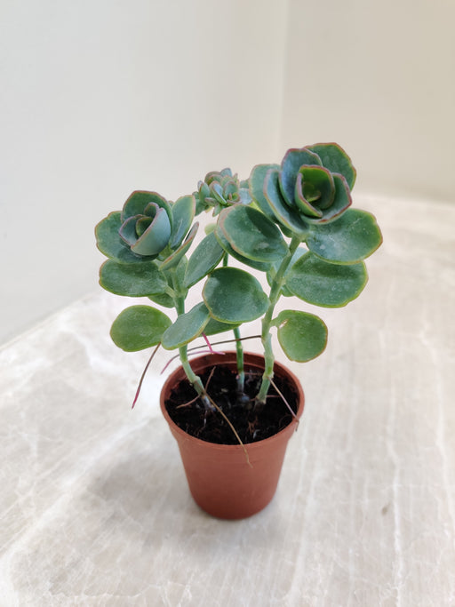 Small Succulent Kalanchoe Marnieriana Indoor Plant