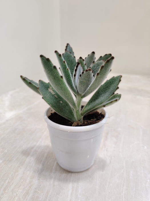 Soft Touch Kalanchoe Tomentosa Succulent