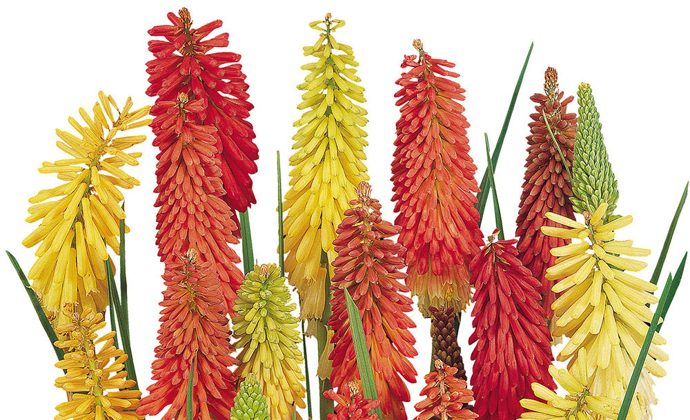 Kniphofia Flamenco Flower Seeds