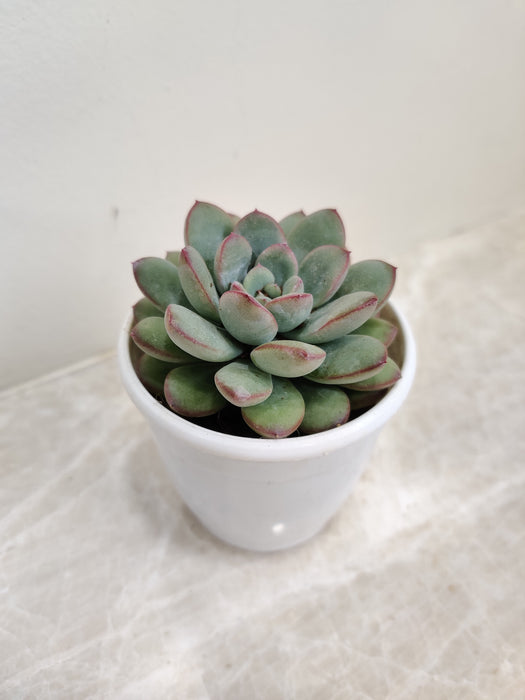Lustrous Echeveria Ice Plant