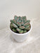 Lustrous Echeveria Ice Plant