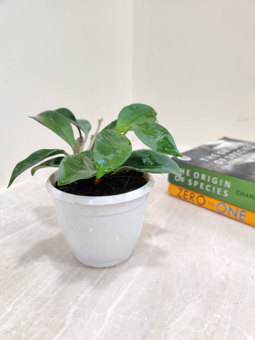 Hoya Carnosa Krimson Green Plant for Indoors