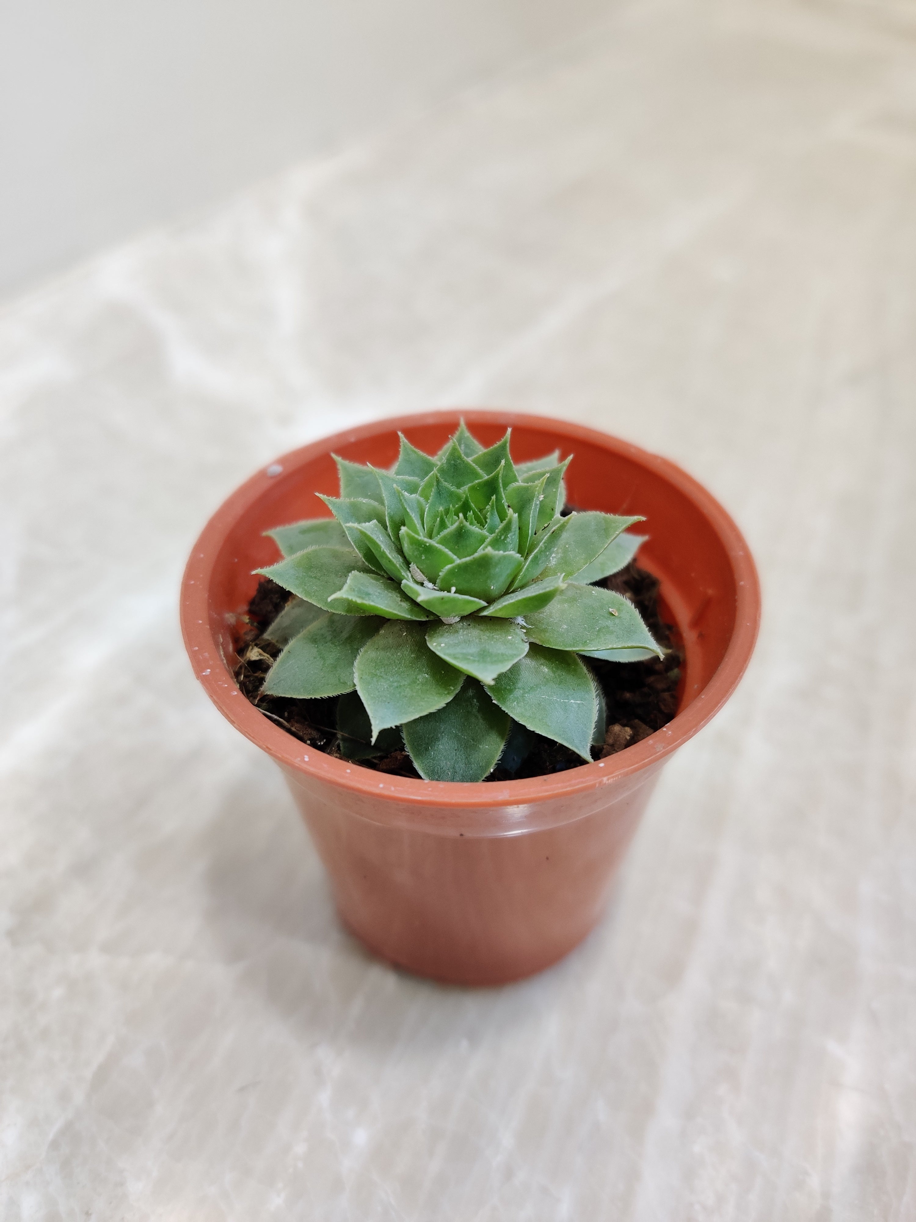 lakshmi kamal succulent Lakshmi Kamal Succulent