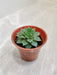Lakshmi Kamal Small Indoor Succulent Plant
