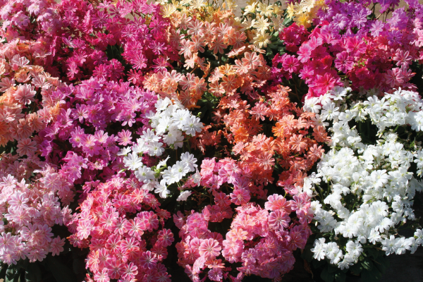 Lewisia Cotyledon Elise Mix Flower Seeds