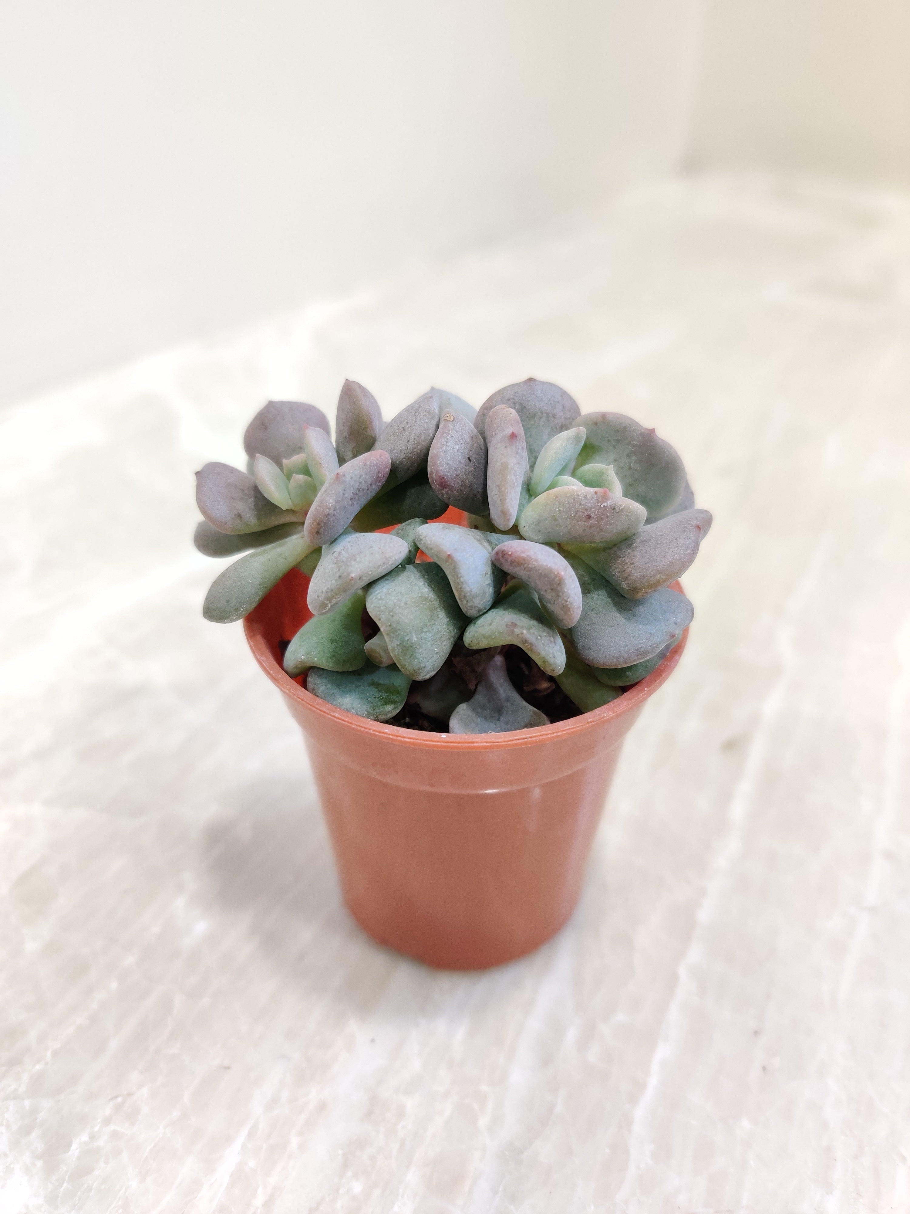 lilac frost succulent Echeveria 'Cubic Frost'