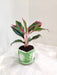 Lipstick Aglaonema Plant in Green Ceramic Pot for Corporate Gifting
