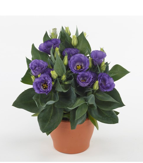 Eustoma Blue Lisianthus (Eustoma) Julietta F1 Blue Flower Seeds – ChhajedGarden.com