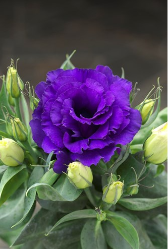 Eustoma Blue Lisianthus (Eustoma) Julietta F1 Blue Flower Seeds – ChhajedGarden.com