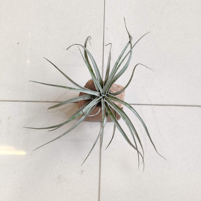 LiveTrends"Living Granite" - White Air Plant