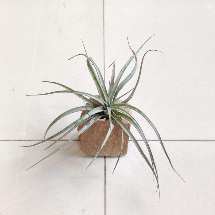 LiveTrends"Living Granite" - White Air Plant