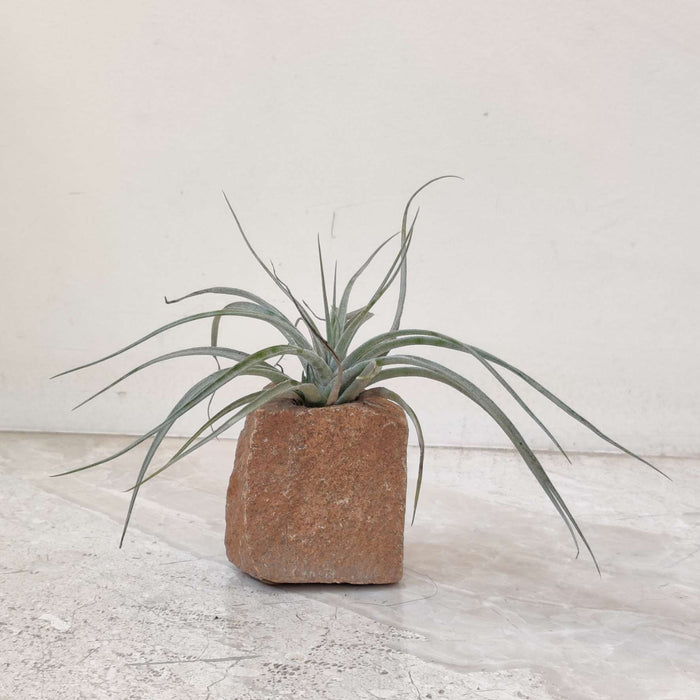 LiveTrends"Living Granite" - White Air Plant