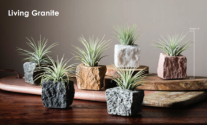 LiveTrends"Living Granite" - White Air Plant