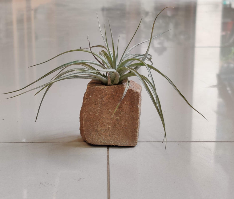 LiveTrends"Living Granite" - White Air Plant