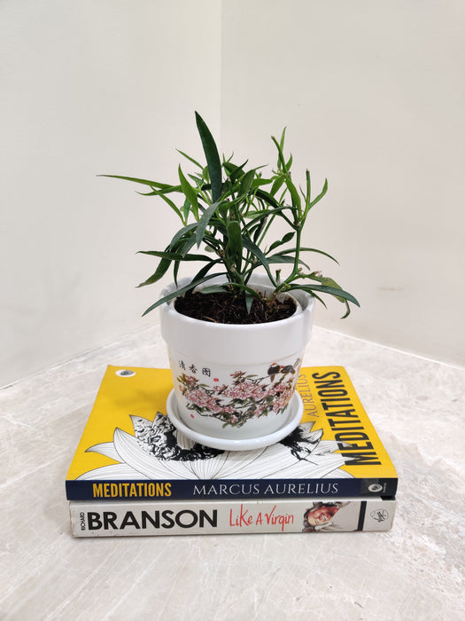 Hoya Longifolia, a symbol of grace and endurance