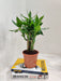 Healthy-Lotus-Bamboo-Indoor-Plant-10-to-20cm-Growth