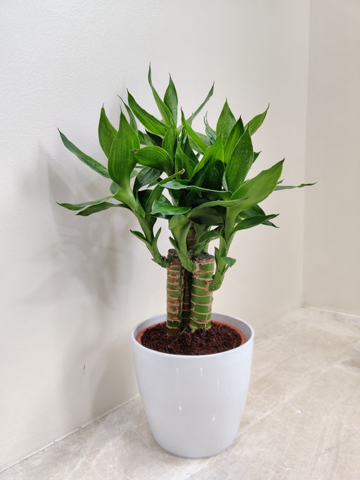 Lotus Bamboo plant in white pot for desk