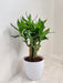 Lotus Bamboo plant in white pot for desk