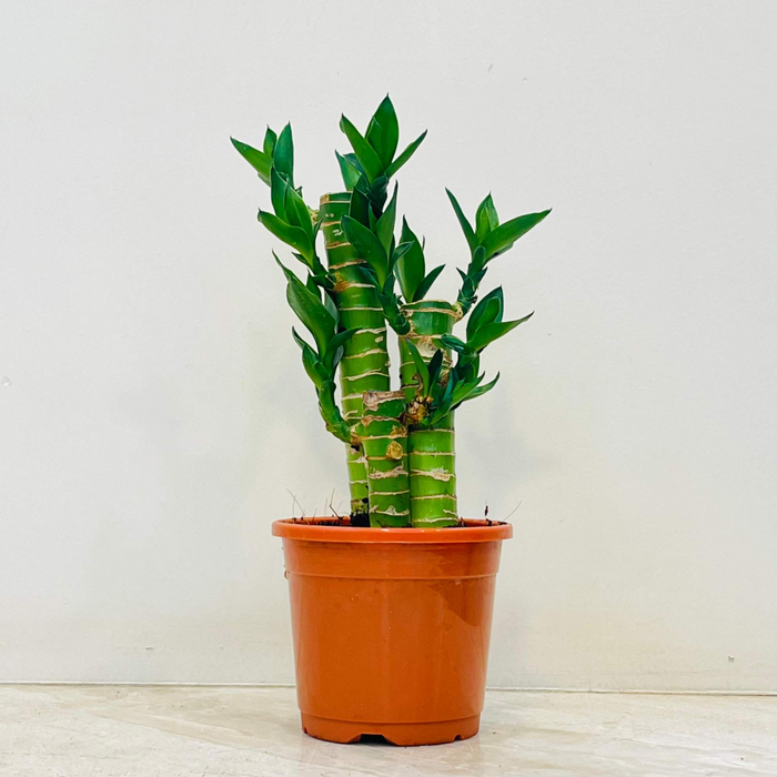 Buy Plant Gifting Combo – Best Indoor Plants Gift Set | Lotus Bamboo, Jade Plant, Snake Plant & Peace Lily