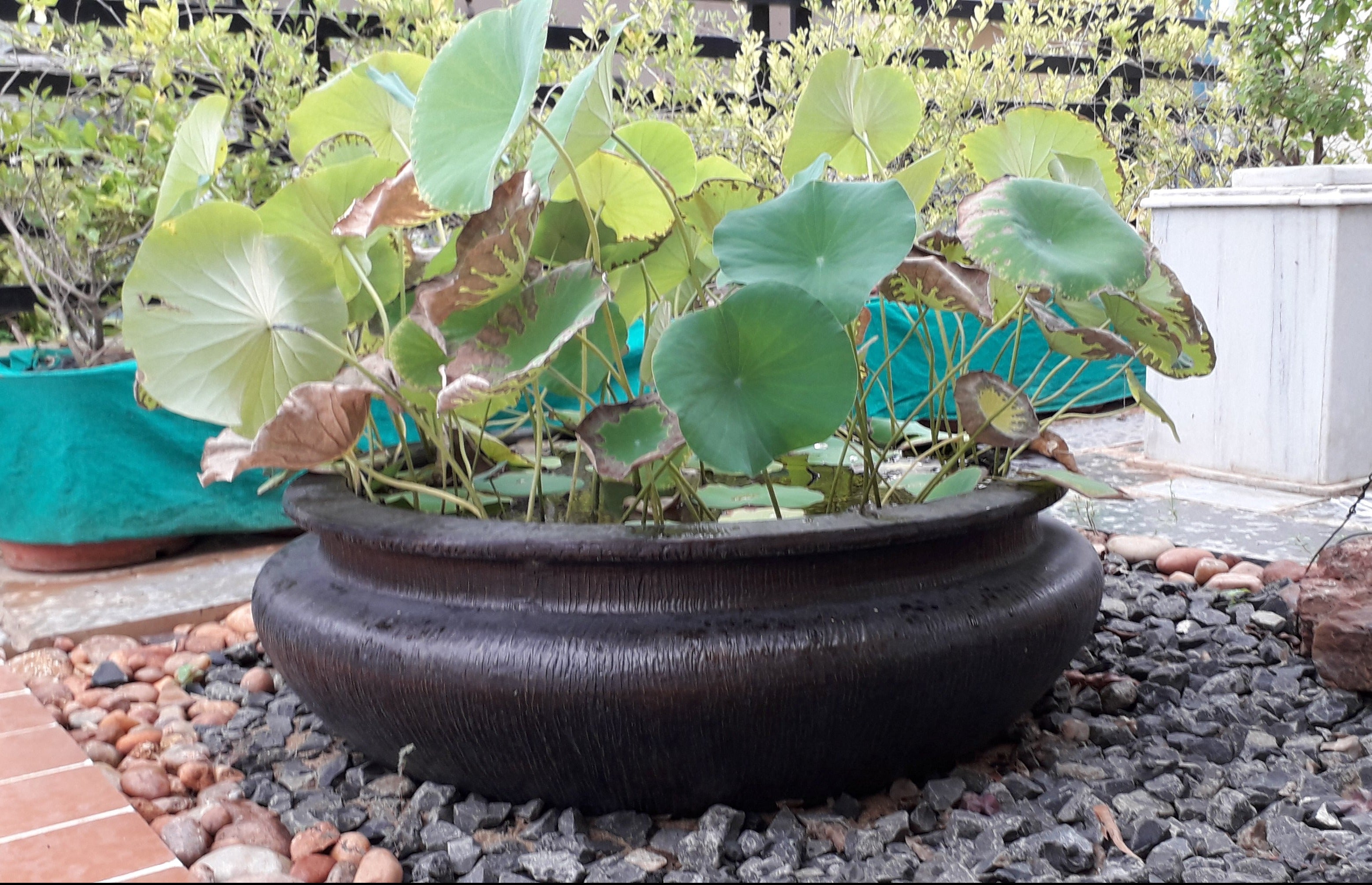 lotus plant pot Lotus Fiber Planter