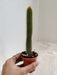 Cleistocactus Winteri Small Pot