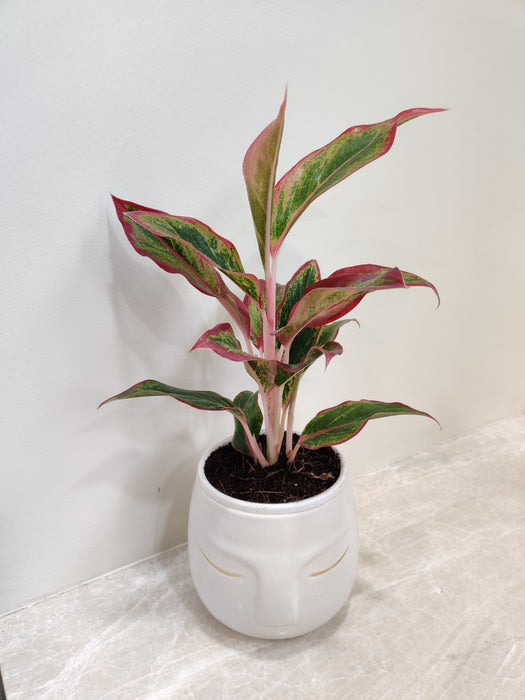 Office-Friendly Aglaonema Lipstick in Face Pot
