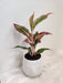 Office-Friendly Aglaonema Lipstick in Face Pot