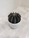 Mini Ebony Gymnocalycium Indoor Plant