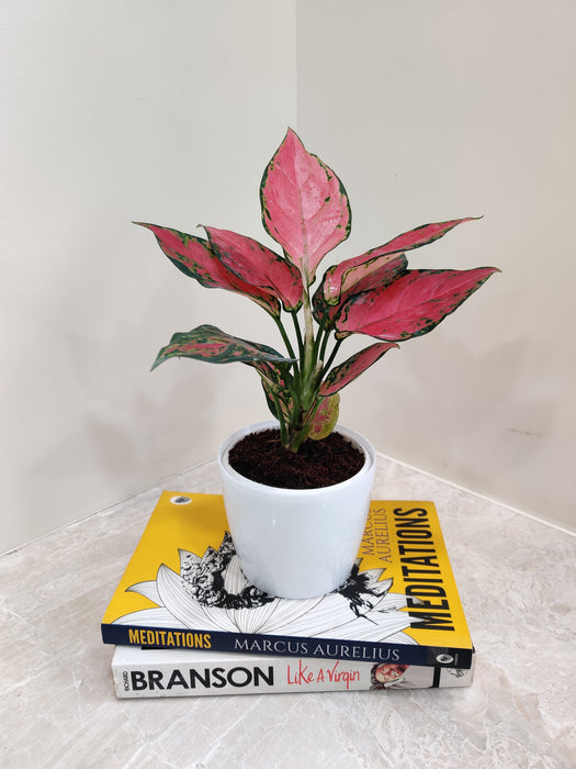 Low maintenance Aglaonema plant in stylish pot