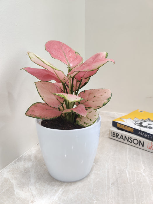 Elegant Aglaonema Red perfect for enhancing office aesthetics