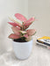 Elegant Aglaonema Red perfect for enhancing office aesthetics