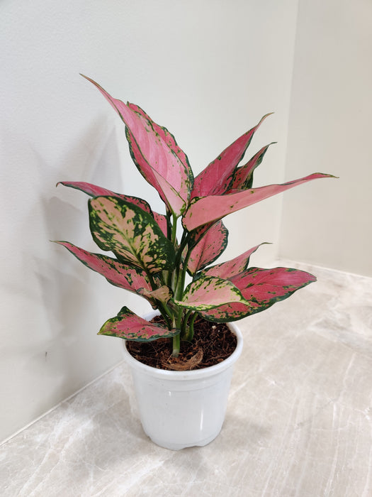 Indoor Aglaonema Plant with Vibrant Leaves